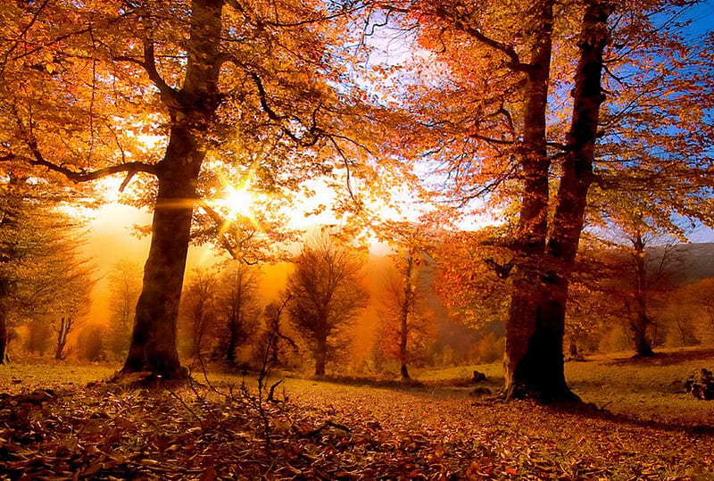 Autumn's warmth, fall, pretty, autumn, glow, sun, falling, dazzling, bonito, carpet, foliage, leaves, nice, calm, light, amazing, forest, quiet, lovely, sunlight, golden, sky, trees, serenity, rays, warmth, nature, HD wallpaper