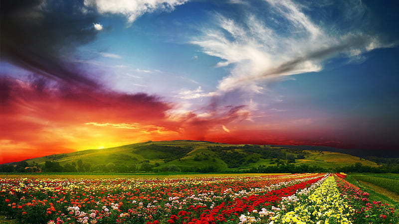 Closeup View Of Colorful Flowers Field Landscape View Of Greenery Mountains In Yellow Black Clouds Sky Background Scenery, HD wallpaper