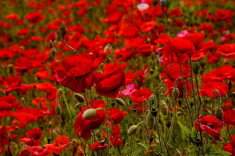 Poppies, red, poppy, glower, flowers, nature, fields, field, HD wallpaper