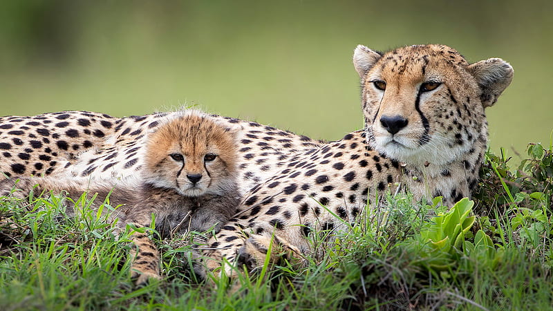 Big Cheetah And A Baby Cheetah Animals, HD wallpaper