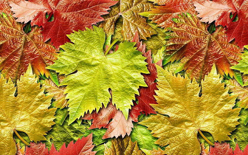 colorful autumn leaves, macro, leaves textures, autumn concepts, leafy textures, background with leaves, autumn, HD wallpaper