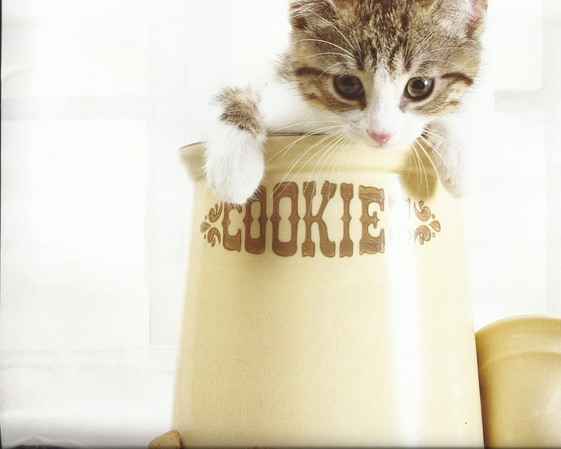 Kitten, cute, paws, cookie jar, HD wallpaper