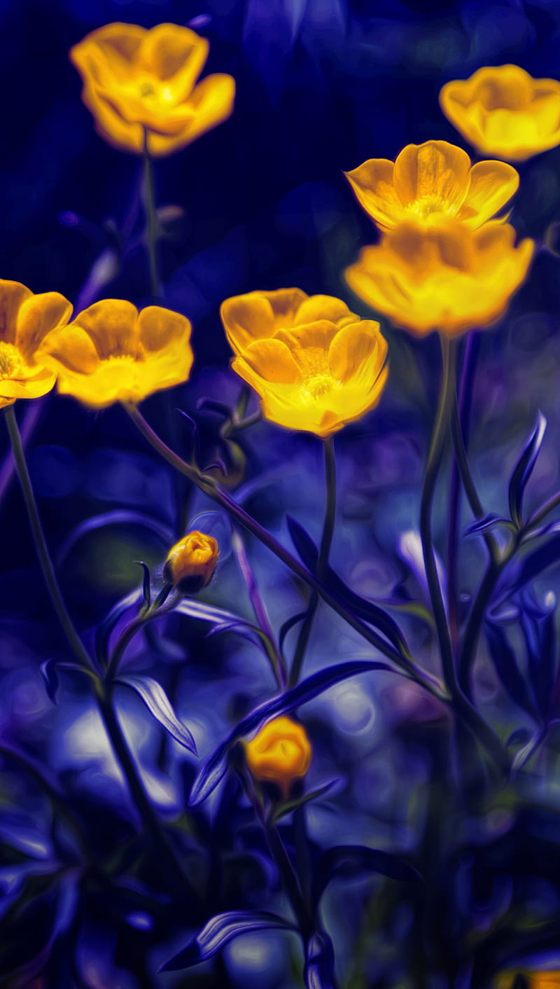 buttercups, flowers, yellow, HD phone wallpaper