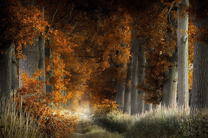 Earth, Path, Fall, Forest, HD wallpaper | Peakpx