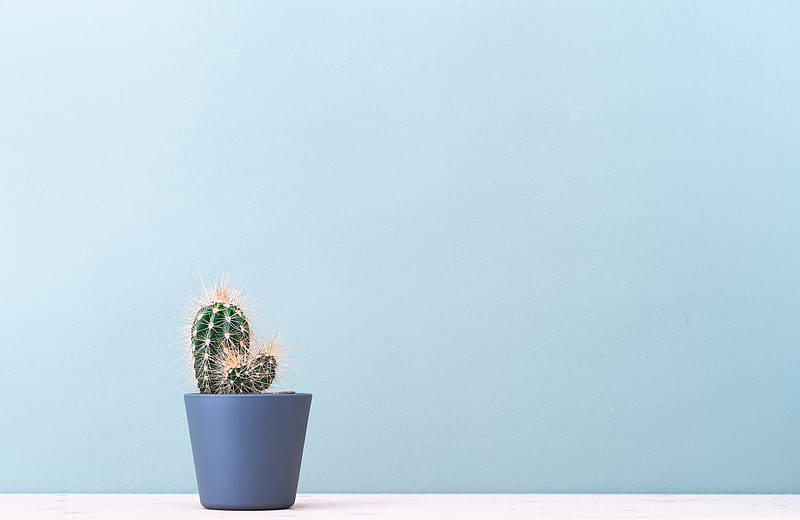 Cactus, plant, minimalism, HD wallpaper | Peakpx