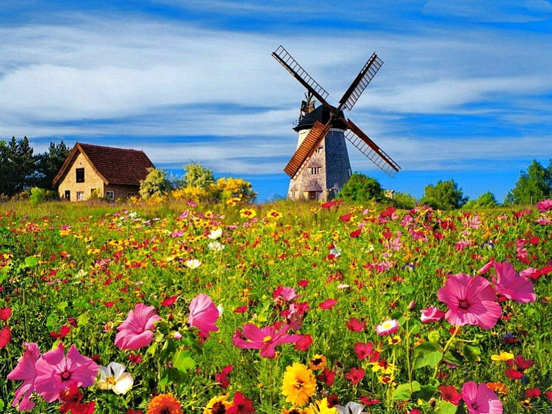 Spring mill, pretty, colorful, windmill, house, grass, cottage, mill, cabin, bonito, fragrance, barn, nice, green, flowers, lovely, wind, greenery, delight, scent, spring, sky, freshness, nature, meadow, field, HD wallpaper