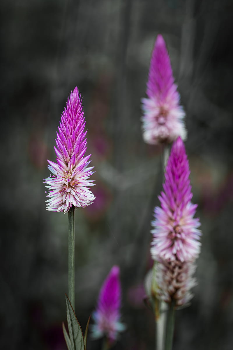 Purple And White Flower In Tilt Shift Lens, HD phone wallpaper