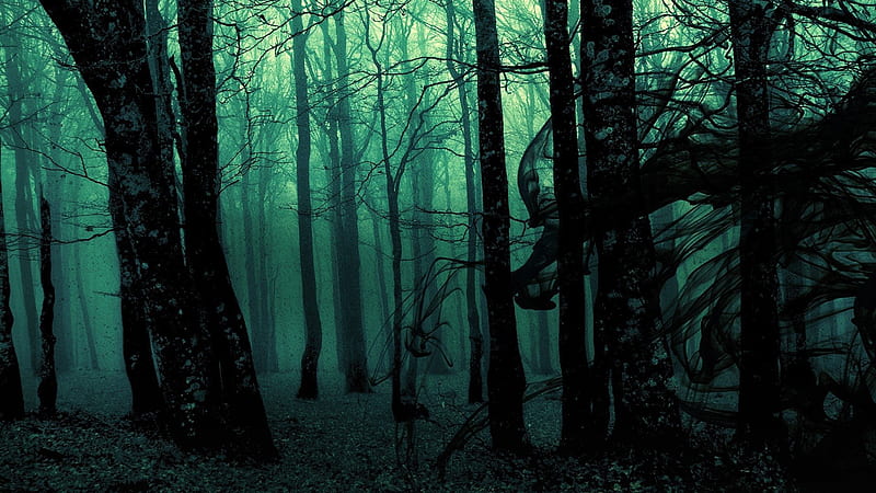 Fog Forest Dark Aesthetic, HD wallpaper