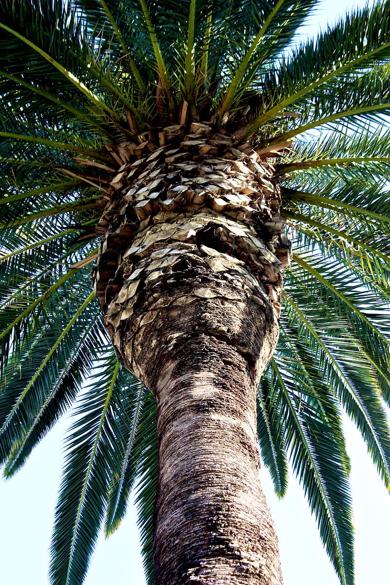 palm tree, trunk, bark, branches, HD phone wallpaper