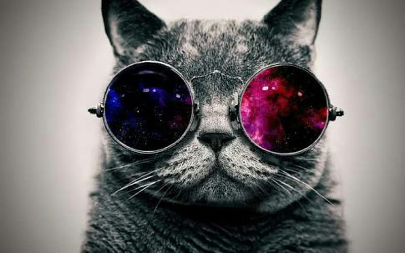 Hipster Cat, glasses, HD wallpaper