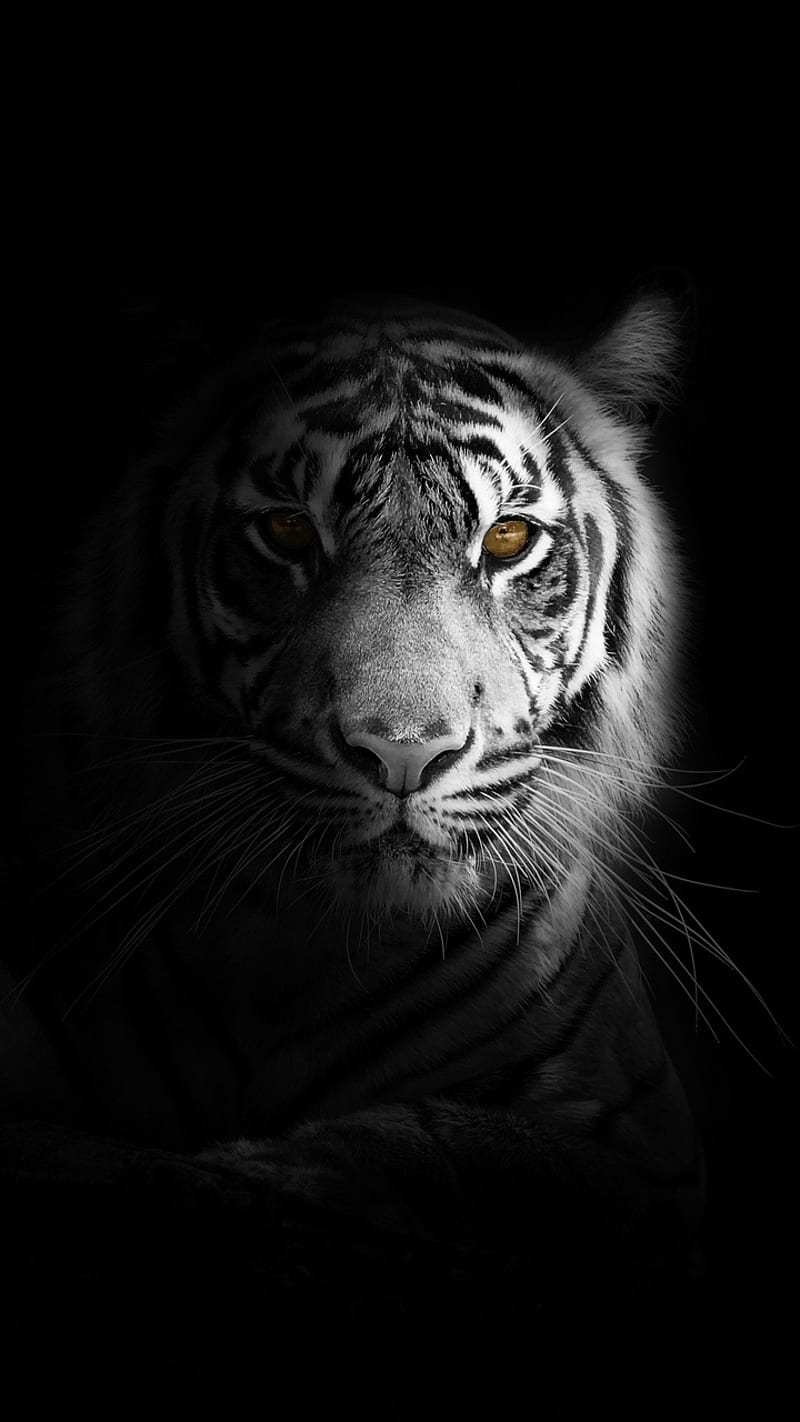 Tiger white, animal, bonito, black, king, lion, love, new, popular, tiger, white, HD phone wallpaper
