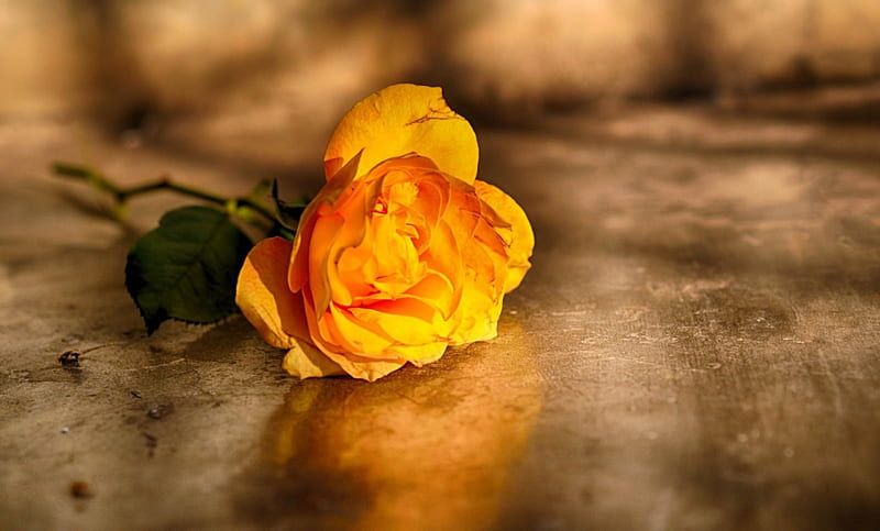 Yellow Rose - Friendship, flowers, roses, rose, friendship, HD wallpaper