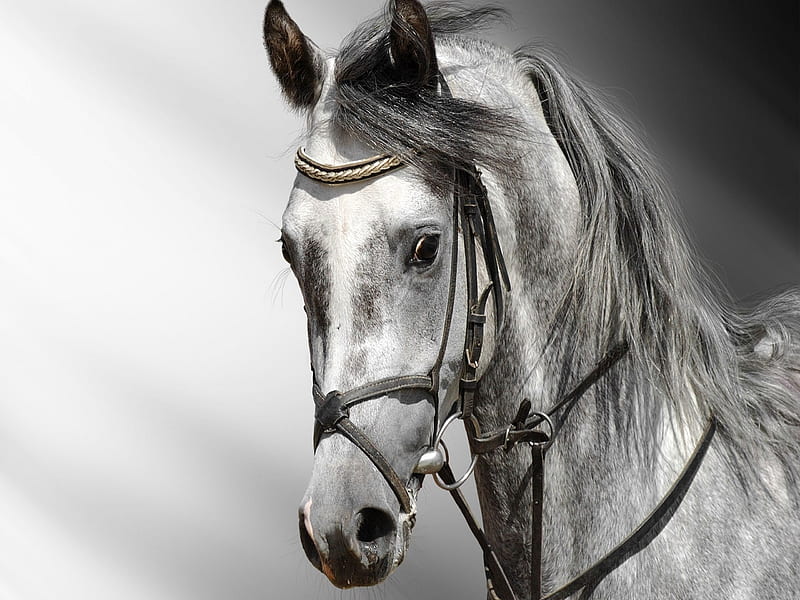 War Horse, epic, white, horse, HD wallpaper