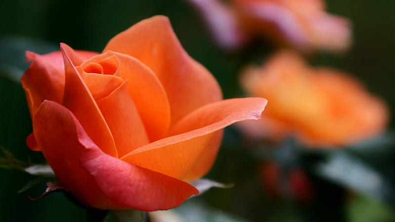 Beautiful Rose, nature, rose, bloom, orange, HD wallpaper | Peakpx