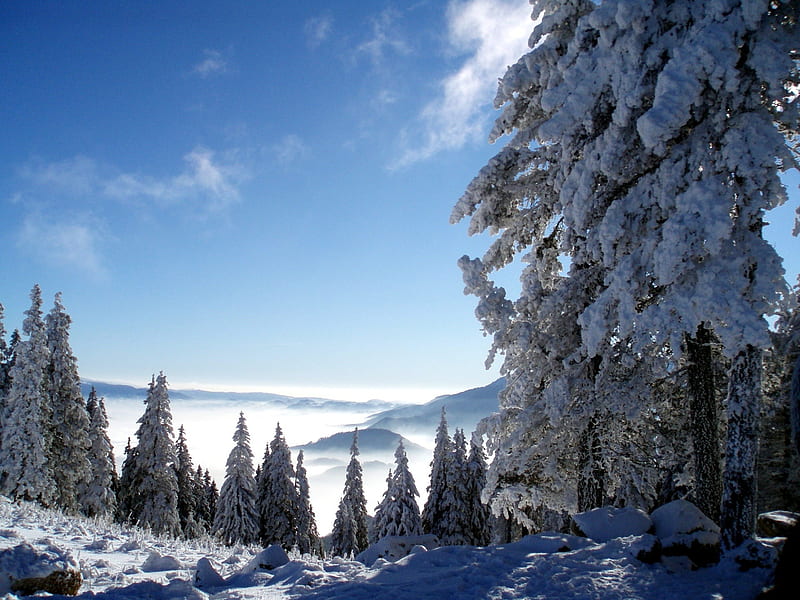 trees and snow-beautiful winter landscape, HD wallpaper