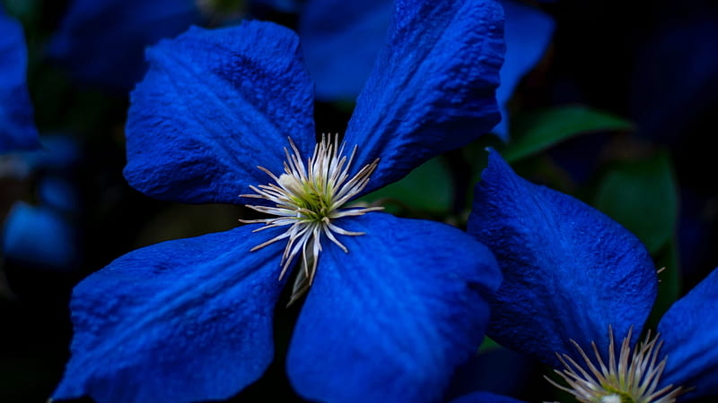 Clematis, flower, blue, macro, nina hill, HD wallpaper