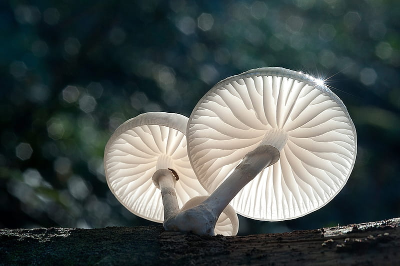 Mushrooms, mushroom, forest, white, green, HD wallpaper