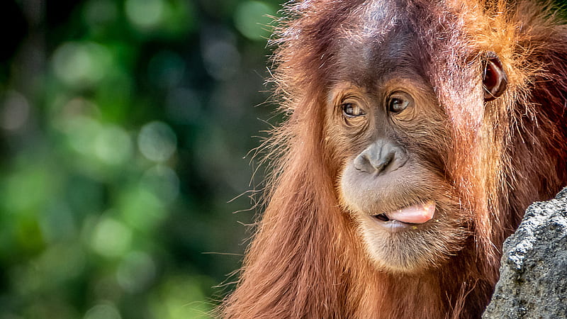 Funny Orangutan Face With Tongue Out In Green Bokeh Background Funny Animal, HD wallpaper