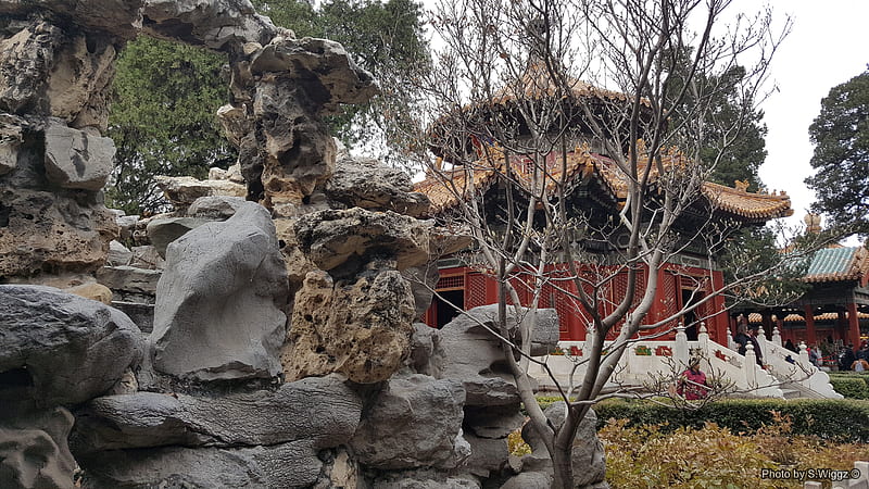 Inside of the Forbidden City, Beijing, China, China, City, Beijing, Garden, Forbidden, Tree, HD wallpaper