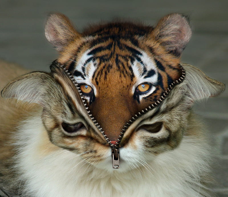 Dangerous cat, fantasy, costume, keith balanis, tiger, zipper, funny, eyes, creative, HD wallpaper