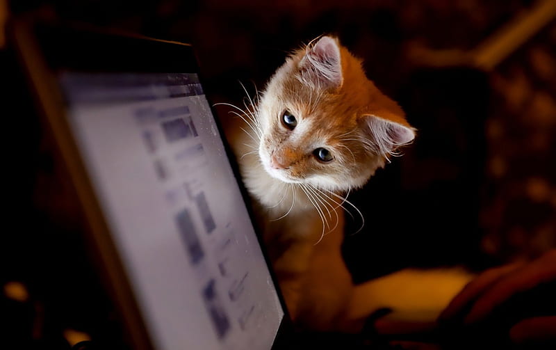 Laptop Cat, computer, domestic, looking, kitten, HD wallpaper