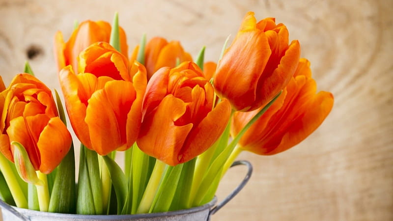 Orange Tulips, orange, flowers, nature, tulips, HD wallpaper