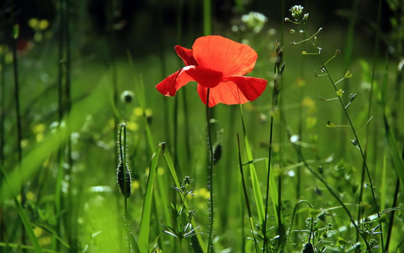 One Lonely Flower, Poppy, Red, Flower, Grass, HD wallpaper