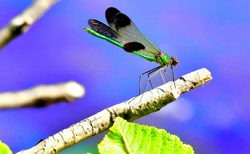 Dragonfly, wings, black, branch, leaf, green, purple, insect, blue, HD wallpaper