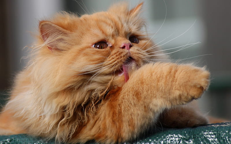 ginger cat, Persian cat, funny animals, pets, cat, fluffy cat breed, HD wallpaper