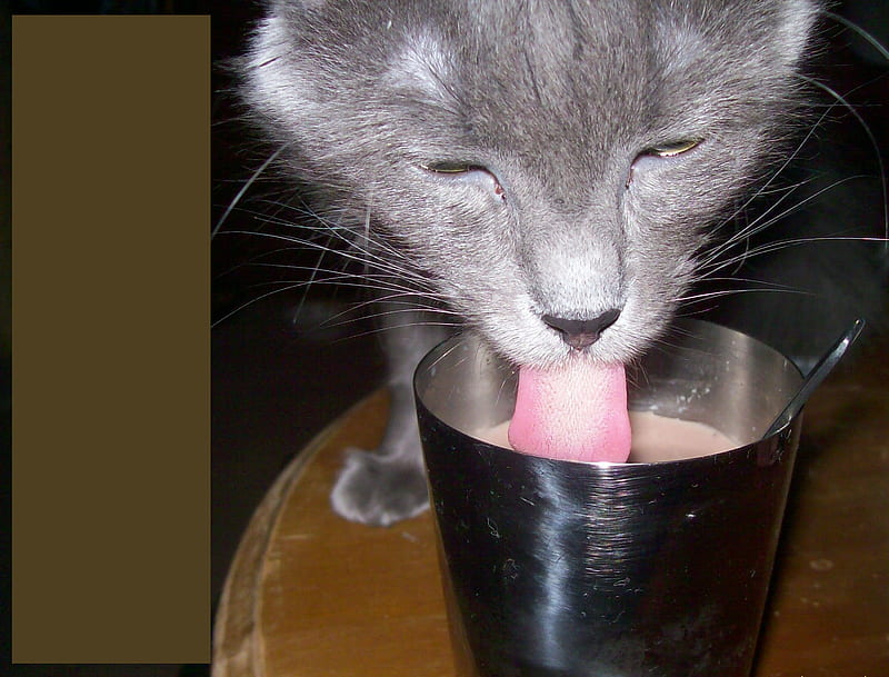 BabyKitty, drinking, chocolate milk, tongue, kitty, HD wallpaper