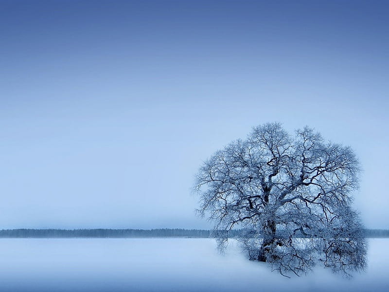 Ice tree, ice, trees, HD wallpaper | Peakpx