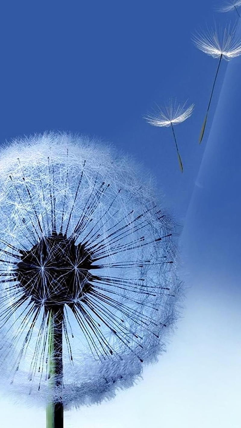 Samsung Galaxy S3, default, background, dandelion, HD phone wallpaper