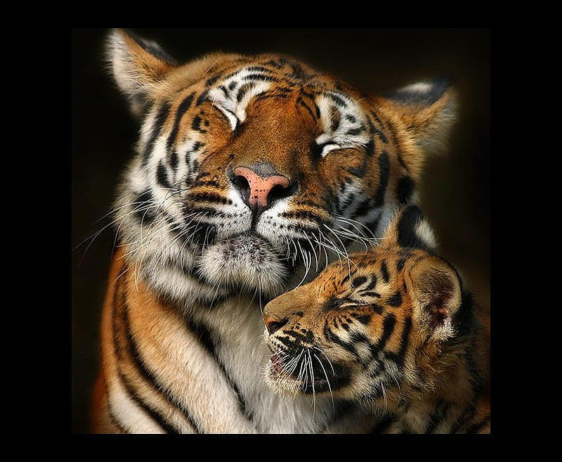tigress, tiger, cat, animals, HD wallpaper