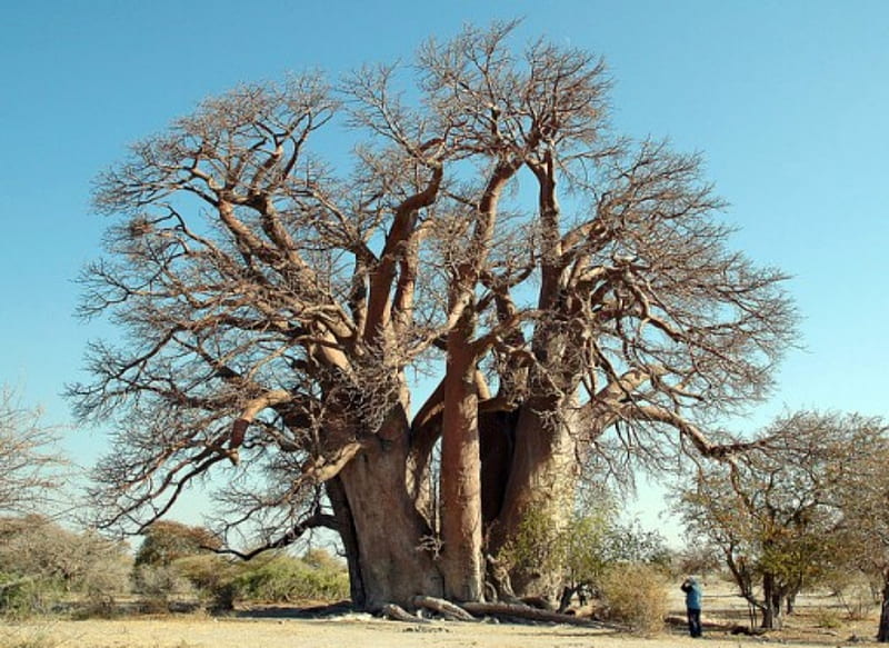 Protected And Rare Baobab Tree, Trees, Protected, Rare, Baobab, Nature, HD wallpaper