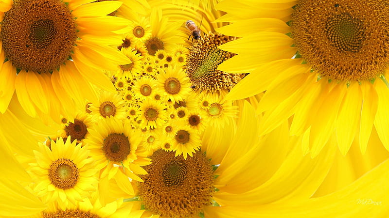 Sunflowers Bees, fall, autumn, yellow, sunflower, collage, bee, gold, honey, summer, blossoms, flowers, blooms, HD wallpaper
