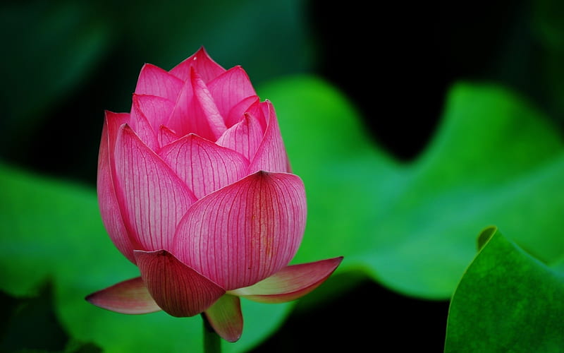 Lotus Flower Pink, flowers, pink, lotus, HD wallpaper