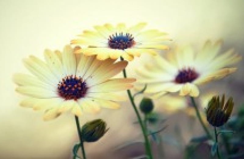 Flores amarillas, daisies, yellow color, nature, bonito, HD wallpaper