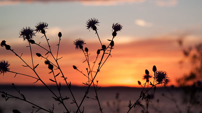 Thistle Plant Field In Silhouette Background Nature, HD wallpaper
