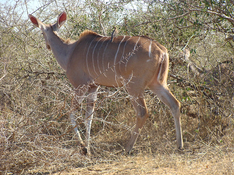 Kudu Female with oxpecker, startled, running wild, hitching a ride, join the herd, HD wallpaper