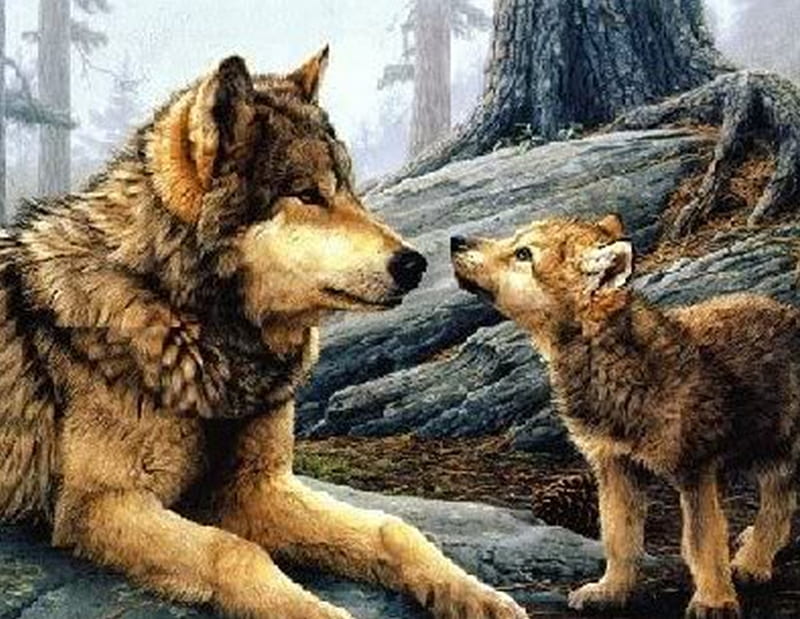 Mother And Pup, lobo, rocks, brown and tan, woods, trees, mother, wild dogs, love, cub, nature, pup, wolf, wolves, animals, HD wallpaper