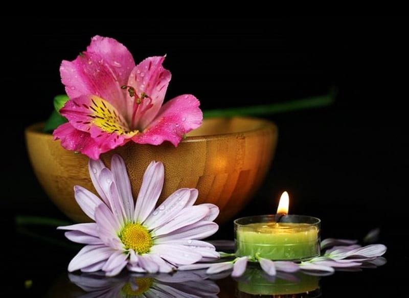 Silent harmony, coexistence, candle, flowers, HD wallpaper