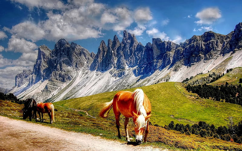 South Tyrol, Alps, Italy, horses, HD wallpaper