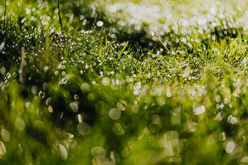 Water Droplets on Green Grass, HD wallpaper