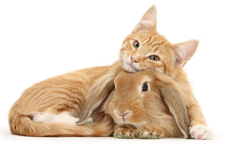ginger cat, rabbit, cute animals, friendship, funny little animals, HD wallpaper
