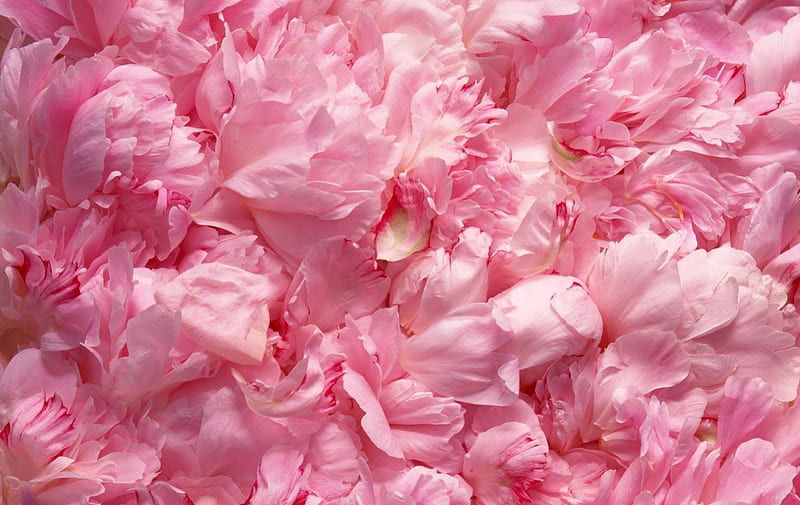 Pink petals, flowers, petals, carnation, pink, HD wallpaper
