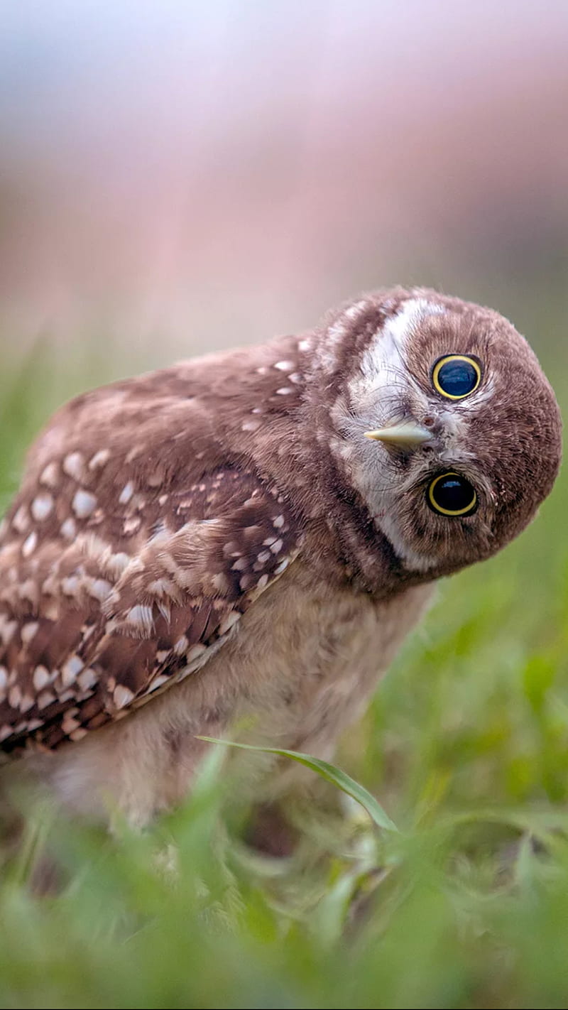 Funny owl, bird, humor, HD phone wallpaper