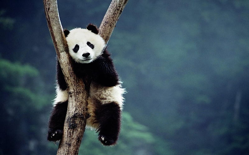 lazy panda, panda, bear, tree, animal, HD wallpaper