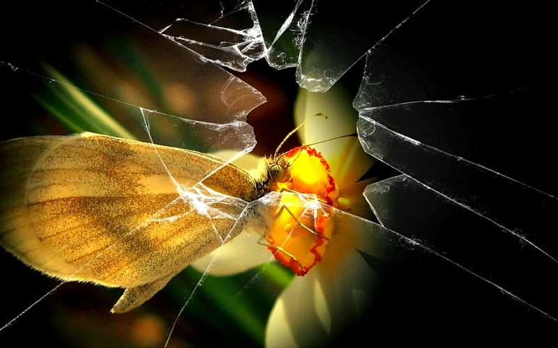 THE BROKEN GLASS, glass, butterfly, flower, cracks, splinters, HD wallpaper