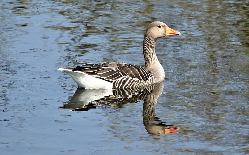 Greylag Goose, water, reflection, bird, goose, HD wallpaper