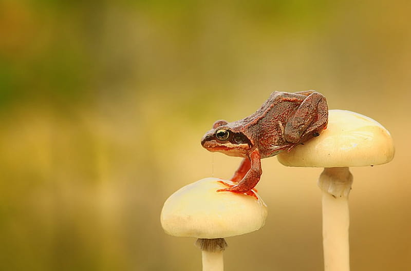 FROG ON MUSHROOMS, frog, wildlife, amphibian, mushrooms, toad, HD wallpaper